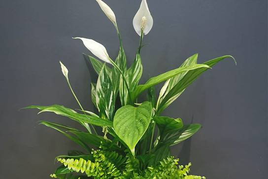 Bouquet